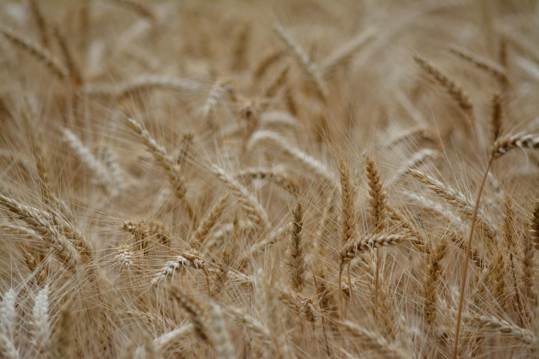 Golden wheat field at harvest time representing agricultural commodity investments