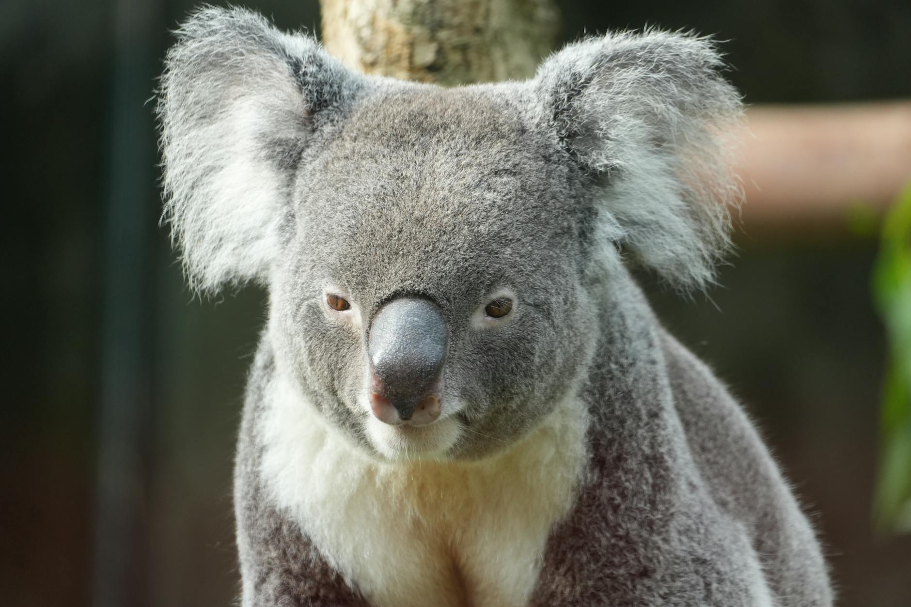 Young koala clinging to eucalyptus branch in zoo habitat