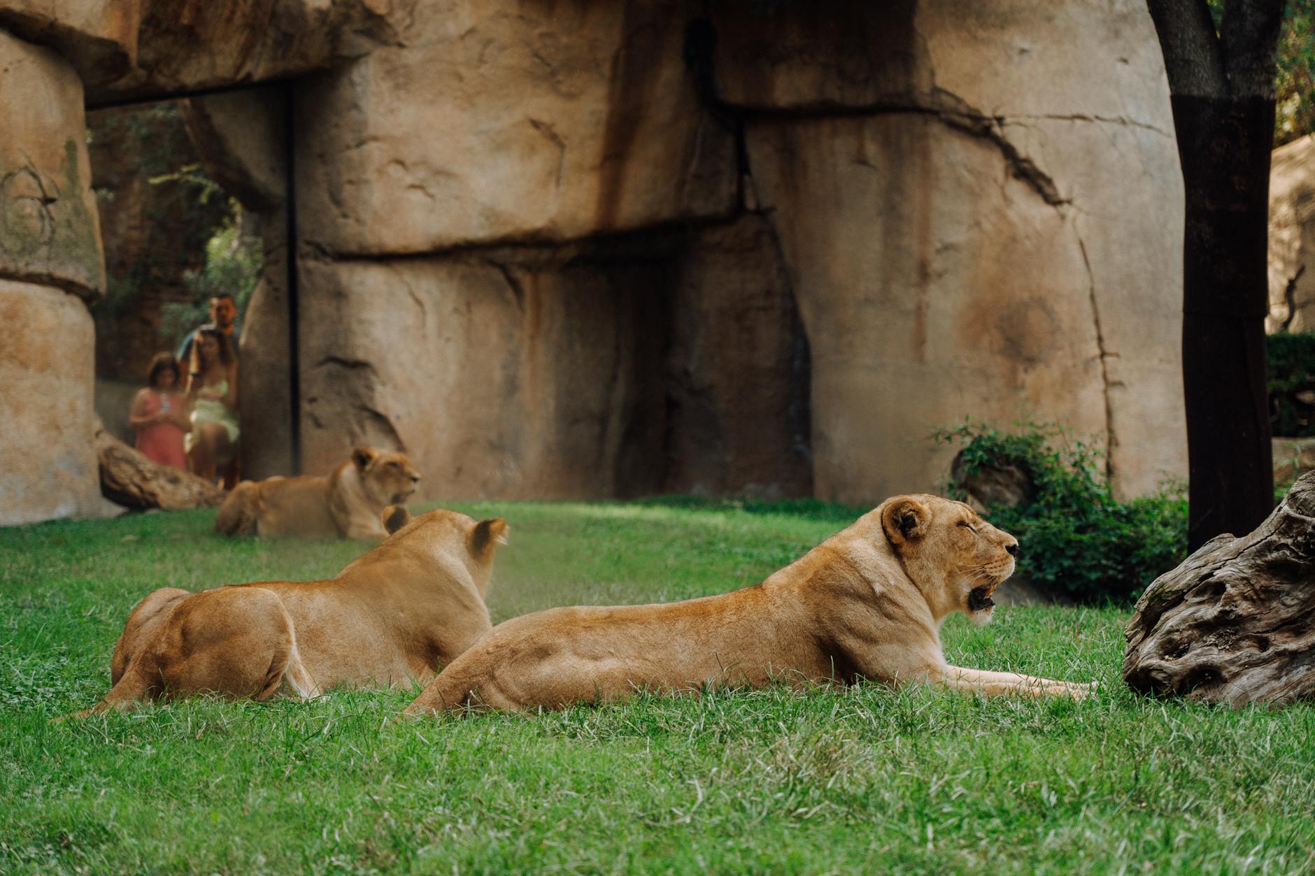 Families entering zoo gates during weekend visit