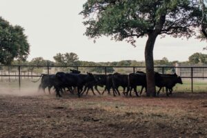 Cattle grazing on ranch land during drought conditions