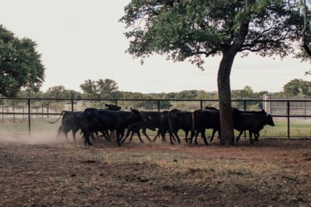 Cattle grazing on ranch land during drought conditions