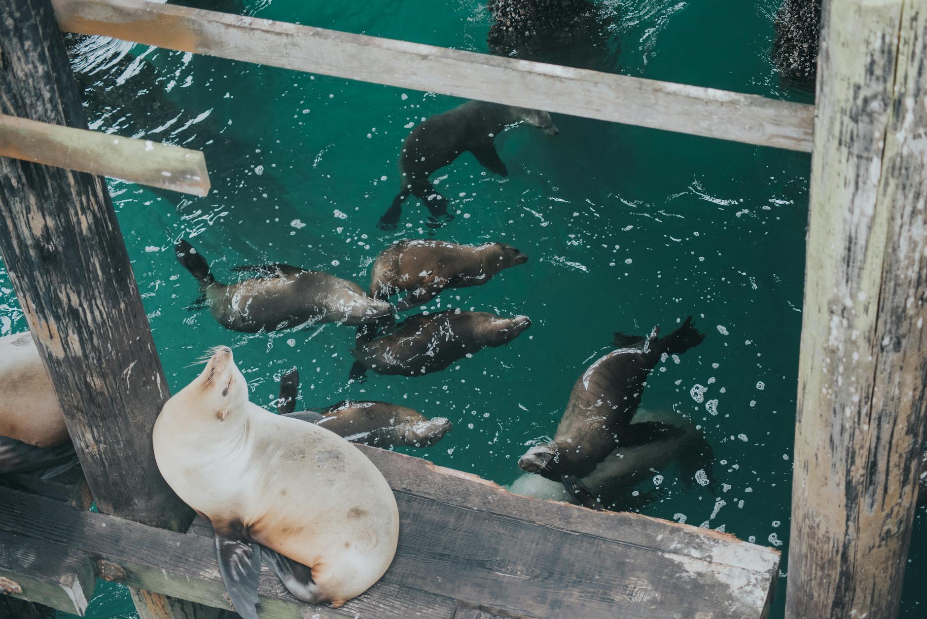 Sea lions resting on wooden dock platform