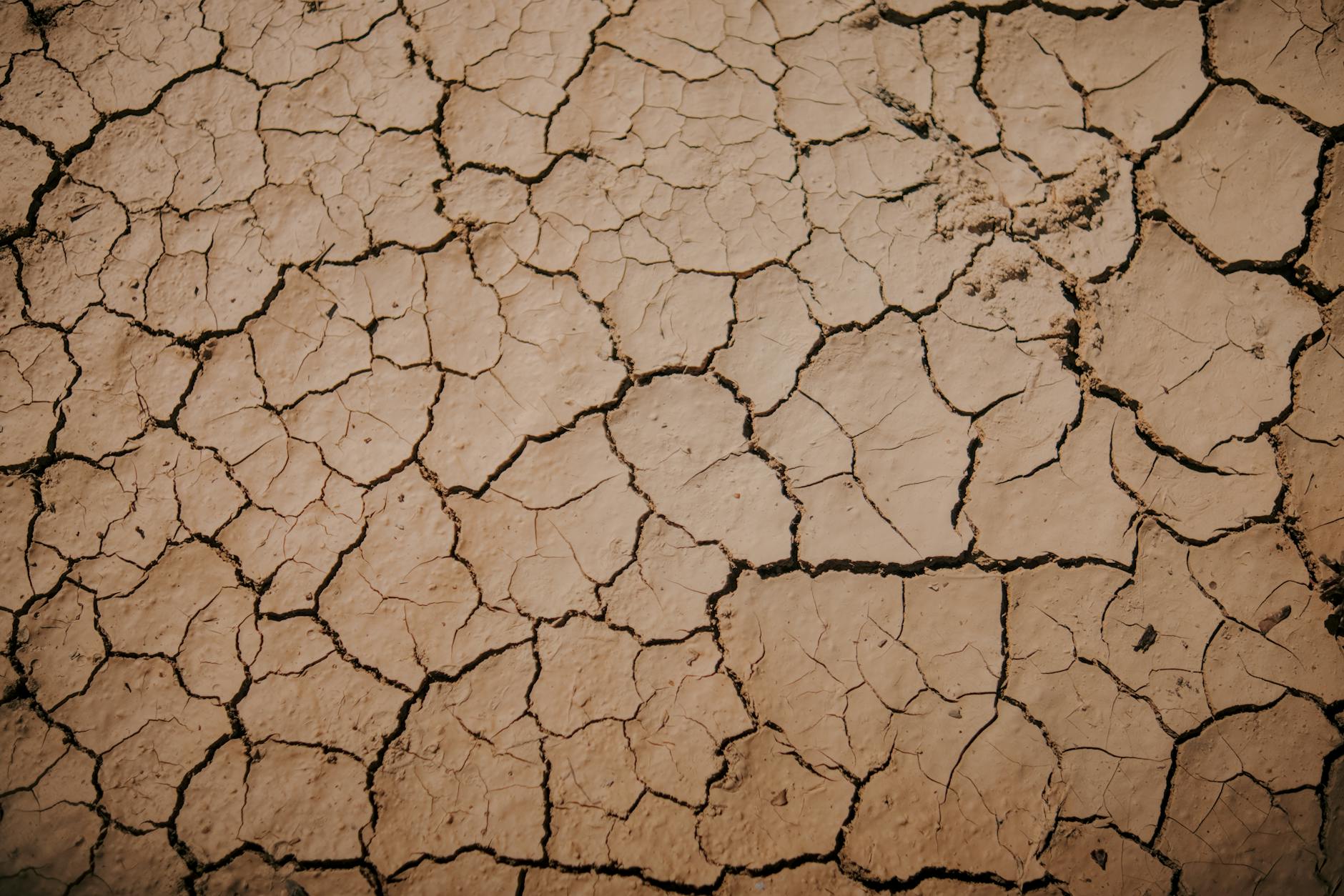 Dry cracked soil in an agricultural field during severe drought conditions