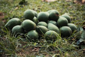 Workers harvesting avocados on a farm in Mexico