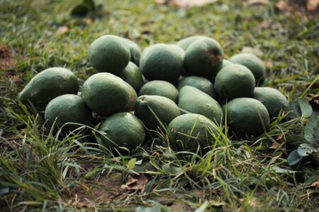 Workers harvesting avocados on a farm in Mexico