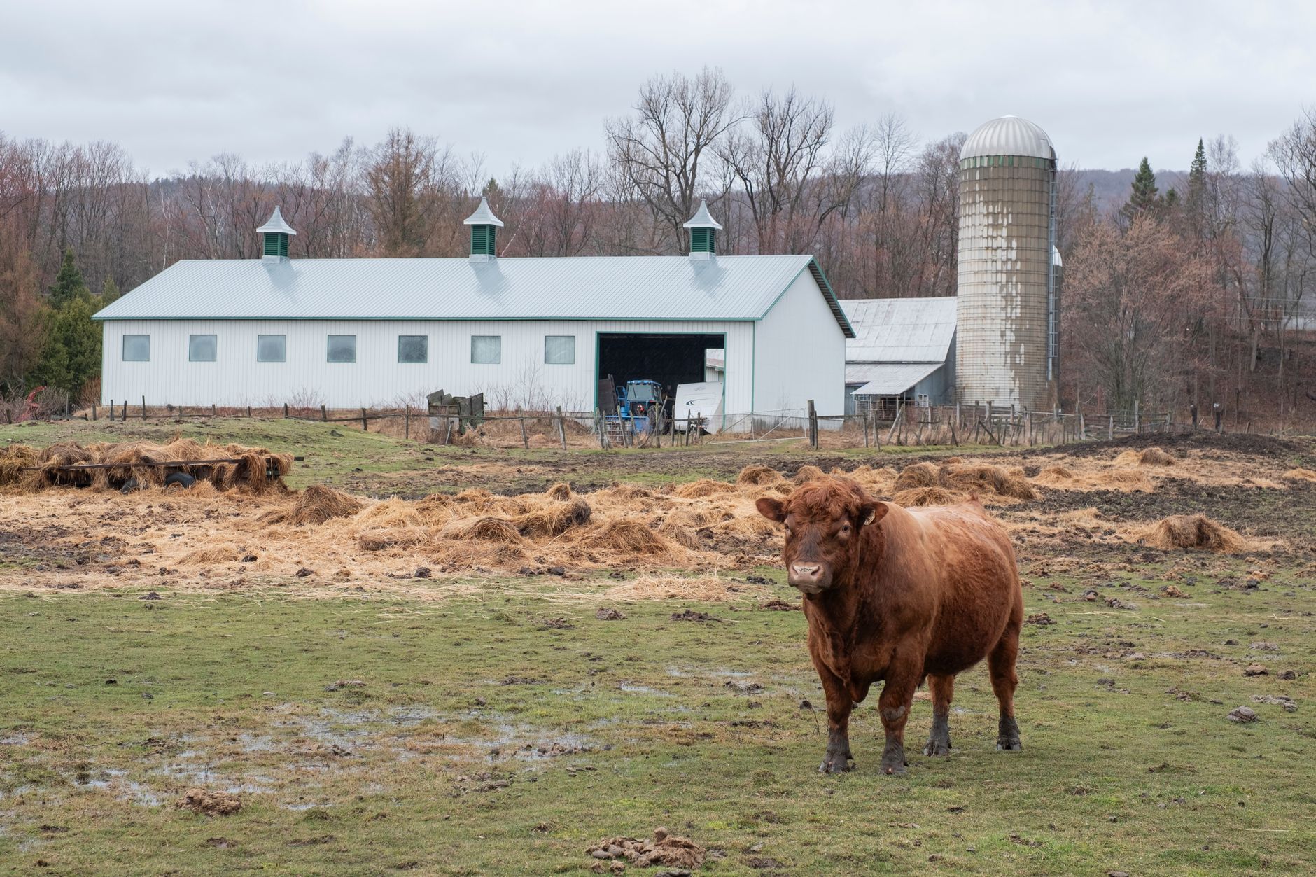 Canadian dairy farm with cows in an open field